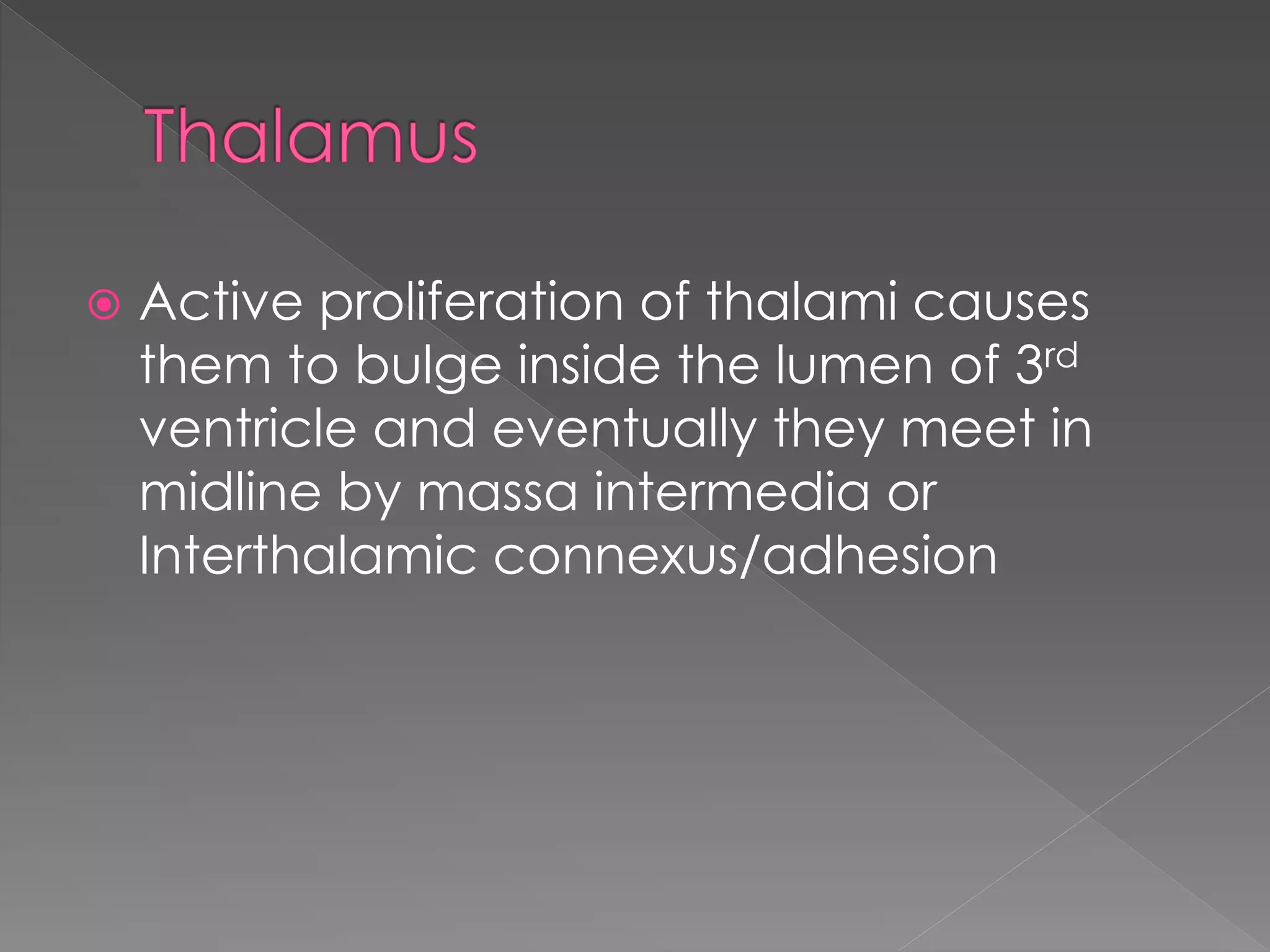  Active proliferation of thalami causes
them to bulge inside the lumen of 3rd
ventricle and eventually they meet in
midline by massa intermedia or
Interthalamic connexus/adhesion
 