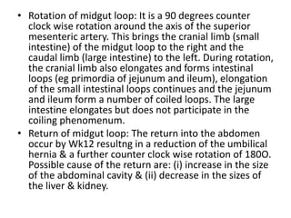 Midgut Rotation Embryo DEVELOPMENT OF DIGESTIVE SYSTEM.pptx