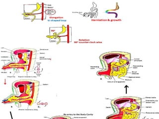 DEVELOPMENT OF DIGESTIVE SYSTEM.pptx