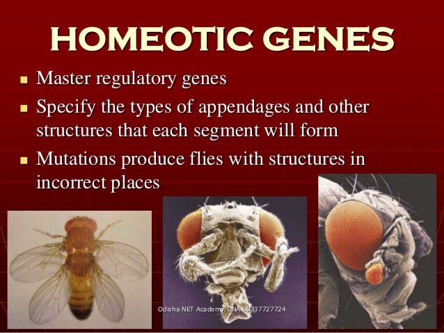 Developmental Biology of Drosophila