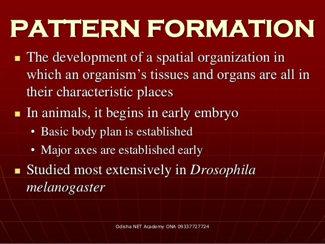 Pattern Formation Definition Biology | developmental biology of drosophila Pattern Formation Definition Biology | developmental biology of drosophila