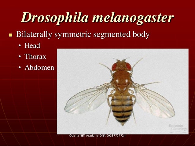 Developmental Biology of Drosophila
