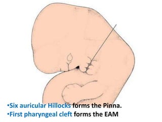 •Six auricular Hillocks forms the Pinna.
•First pharyngeal cleft forms the EAM
 