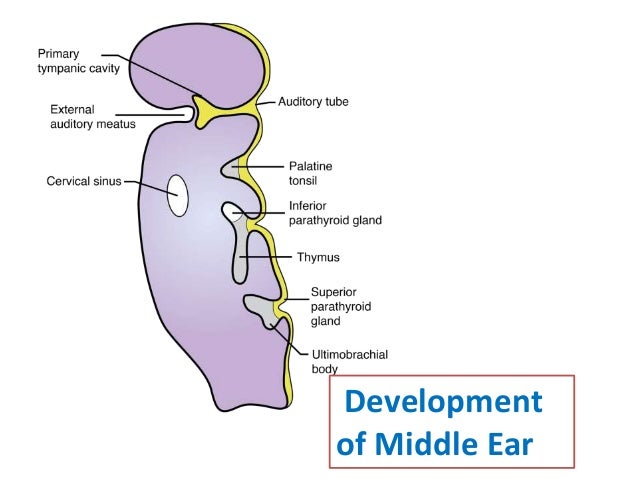 Development of Ear