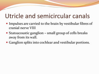 Utricle and semicircular canals
 Impulses are carried to the brain by vestibular fibres of
cranial nerve VIII
 Statoacoustic ganglion – small group of cells breaks
away from its wall.
 Ganglion splits into cochlear and vestibular portions.
 