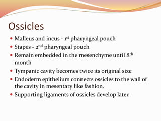 Ossicles
 Malleus and incus - 1st pharyngeal pouch
 Stapes - 2nd pharyngeal pouch
 Remain embedded in the mesenchyme until 8th
month
 Tympanic cavity becomes twice its original size
 Endoderm epithelium connects ossicles to the wall of
the cavity in mesentary like fashion.
 Supporting ligaments of ossicles develop later.
 