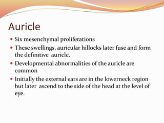 Auricle
 Six mesenchymal proliferations
 These swellings, auricular hillocks later fuse and form
the definitive auricle.
 Developmental abnormalities of the auricle are
common
 Initially the external ears are in the lowerneck region
but later ascend to the side of the head at the level of
eye.
 
