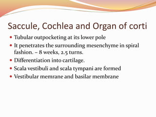 Saccule, Cochlea and Organ of corti
 Tubular outpocketing at its lower pole
 It penetrates the surrounding mesenchyme in spiral
fashion. – 8 weeks, 2.5 turns.
 Differentiation into cartilage.
 Scala vestibuli and scala tympani are formed
 Vestibular memrane and basilar membrane
 
