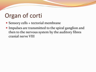 Organ of corti
 Sensory cells + tectorial membrane
 Impulses are transmitted to the spiral ganglion and
then to the nervous system by the auditory fibres
cranial nerve VIII
 