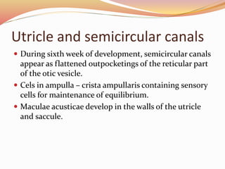 Utricle and semicircular canals
 During sixth week of development, semicircular canals
appear as flattened outpocketings of the reticular part
of the otic vesicle.
 Cels in ampulla – crista ampullaris containing sensory
cells for maintenance of equilibrium.
 Maculae acusticae develop in the walls of the utricle
and saccule.
 