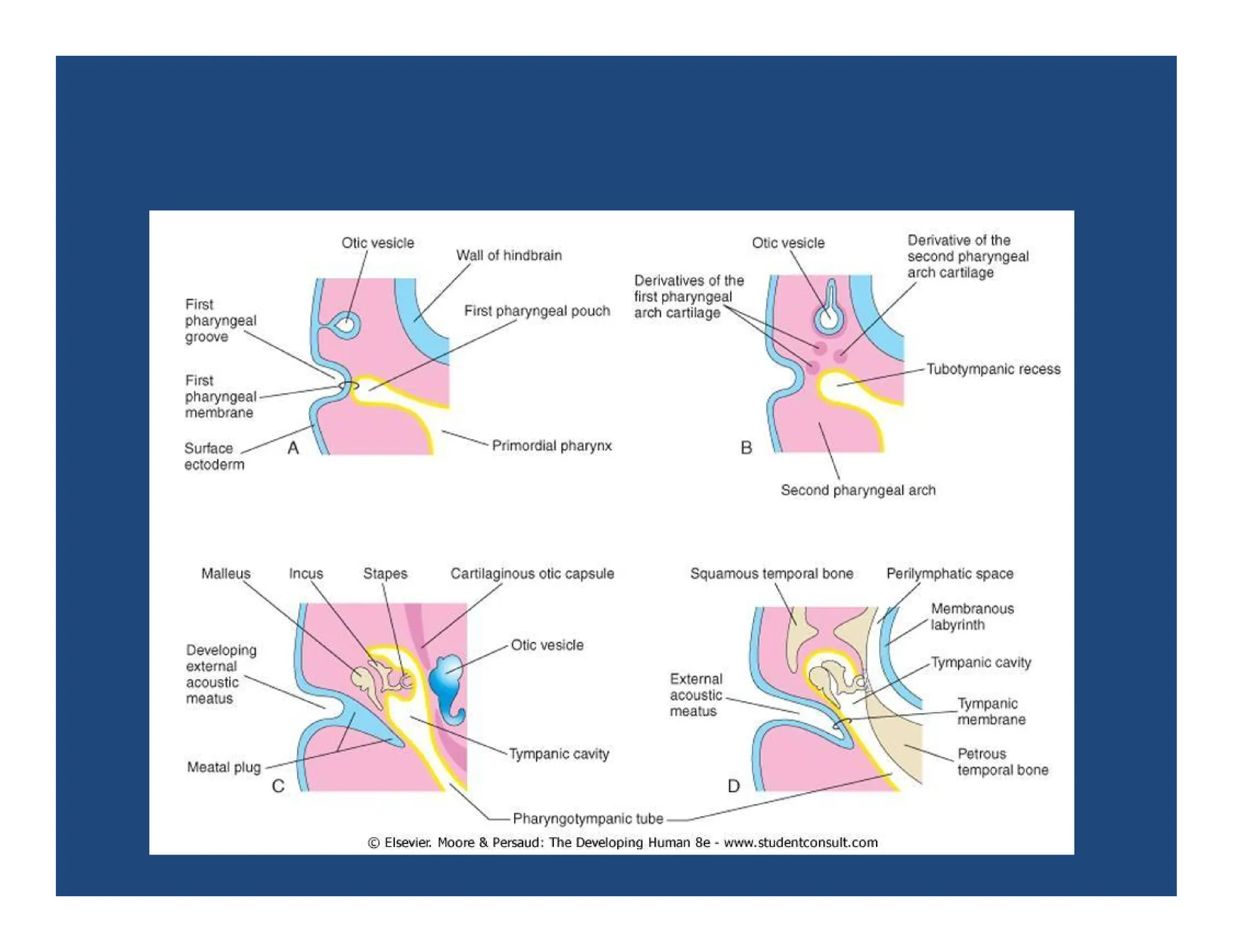 Development of ear.pdf Development of the Ear The ear develops from ...