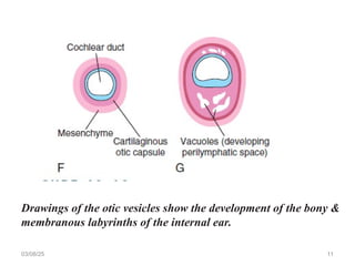 03/08/25 11
Drawings of the otic vesicles show the development of the bony &
membranous labyrinths of the internal ear.
 