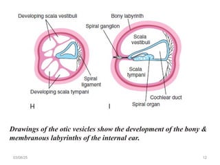 03/08/25 12
Drawings of the otic vesicles show the development of the bony &
membranous labyrinths of the internal ear.
 