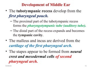 • The tubotympanic recess develop from the
first pharyngeal pouch.
– The proximal part of the tubotympanic recess
forms the pharyngotympanic tube (auditory tube).
– The distal part of the recess expands and becomes
the tympanic cavity.
• The malleus and incus are derived from the
cartilage of the first pharyngeal arch.
• The stapes appear to be formed from neural
crest and mesodermal cells of second
pharyngeal arch.
03/08/25 13
Development of Middle Ear
 