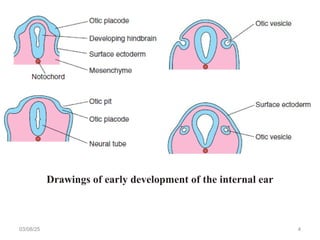 03/08/25 4
Drawings of early development of the internal ear
 