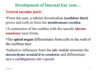 Ventral saccular parts
•From this part, a tubular diverticulum (cochlear duct)
grows and coils to form the membranous cochlea.
•A connection of the cochlea with the saccule (ductus
reuniens) soon forms.
•The spiral organ differentiates from cells in the wall of
the cochlear duct
•Inductive influences from the otic vesicle stimulate the
mesenchyme around it to condense and differentiate
into a cartilaginous otic capsule
03/08/25 9
Development of Internal Ear cont…
 