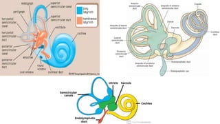 Development of ear | PPTX