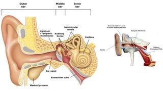 Development of ear | PPTX
