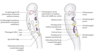Preauricular Rhytids Development of ear | PPTX