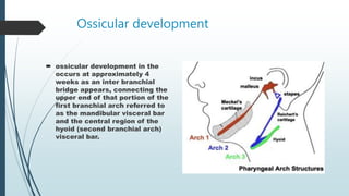 Ossicular development
 ossicular development in the
occurs at approximately 4
weeks as an inter branchial
bridge appears, connecting the
upper end of that portion of the
first branchial arch referred to
as the mandibular visceral bar
and the central region of the
hyoid (second branchial arch)
visceral bar.
 