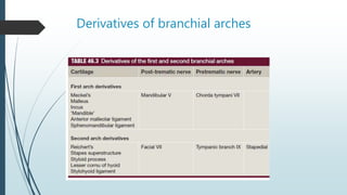 Derivatives of branchial arches
 