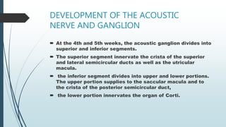 DEVELOPMENT OF THE ACOUSTIC
NERVE AND GANGLION
 At the 4th and 5th weeks, the acoustic ganglion divides into
superior and inferior segments.
 The superior segment innervate the crista of the superior
and lateral semicircular ducts as well as the utricular
macula.
 the inferior segment divides into upper and lower portions.
The upper portion supplies to the saccular macula and to
the crista of the posterior semicircular duct,
 the lower portion innervates the organ of Corti.
 