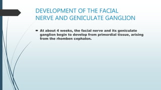 DEVELOPMENT OF THE FACIAL
NERVE AND GENICULATE GANGLION
 At about 4 weeks, the facial nerve and its geniculate
ganglion begin to develop from primordial tissue, arising
from the rhomben cephalon.
 
