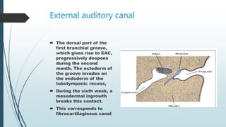 External auditory canal
 The dorsal part of the
first branchial groove,
which gives rise to EAC,
progressively deepens
during the second
month. The ectoderm of
the groove invades on
the endoderm of the
tubotympanic recess,
 During the sixth week, a
mesodermal ingrowth
breaks this contact.
 This corresponds to
fibrocartilaginous canal
 