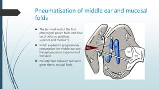 Pneumatisation of middle ear and mucosal
folds
 The terminal end of the first
pharyngeal pouch buds into four
sacci (anticus, posticus,
superior,and medius'"),
 which expand to progressively
pneumatize the middle ear and
the epitympanun. Expansion of
the sacci
 the interface between two sacci
gives rise to mucsal folds.
 