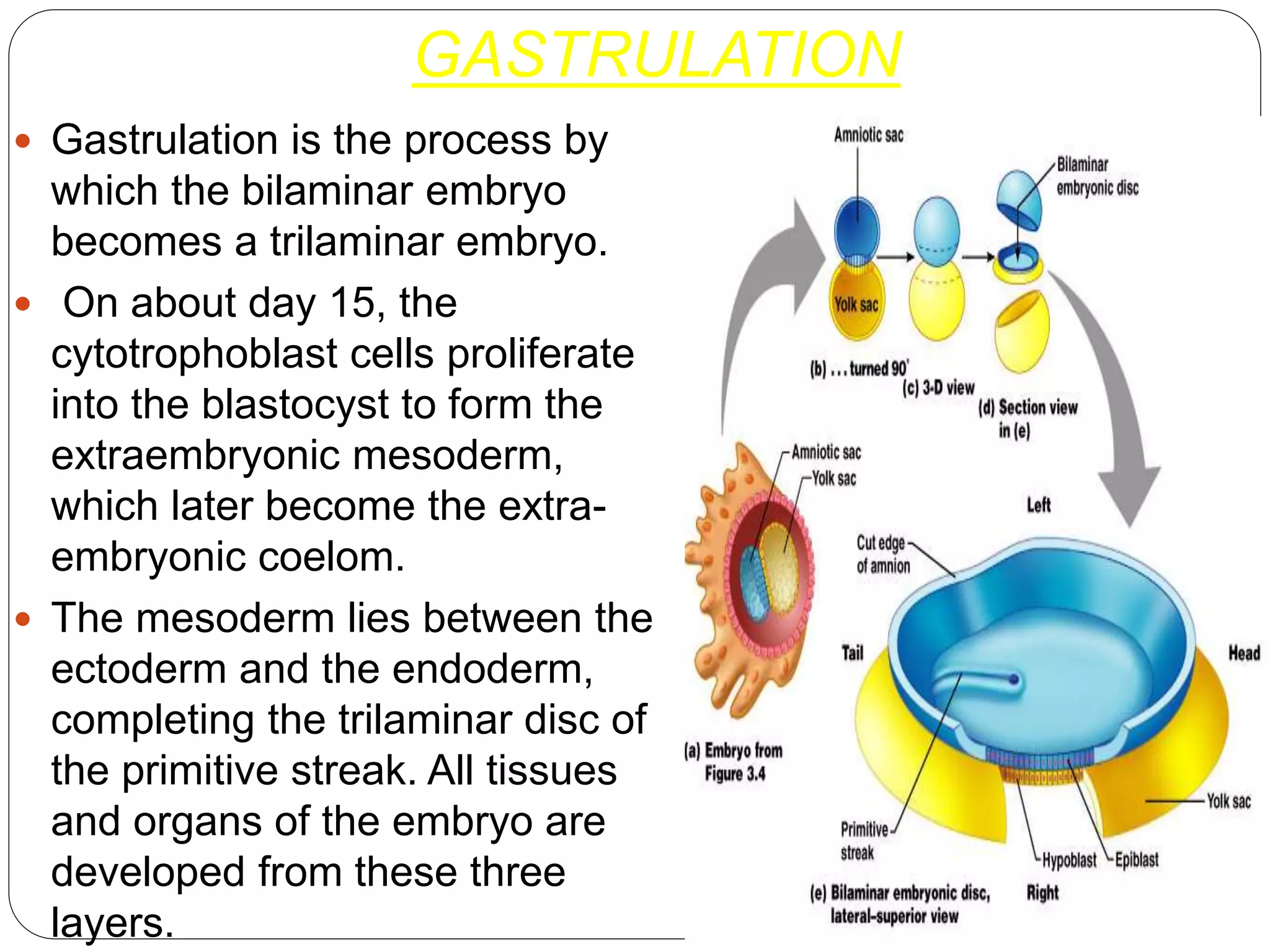 GASTRULATION
 Gastrulation is the process by
which the bilaminar embryo
becomes a trilaminar embryo.
 On about day 15, the
cytotrophoblast cells proliferate
into the blastocyst to form the
extraembryonic mesoderm,
which later become the extra-
embryonic coelom.
 The mesoderm lies between the
ectoderm and the endoderm,
completing the trilaminar disc of
the primitive streak. All tissues
and organs of the embryo are
developed from these three
layers.
 