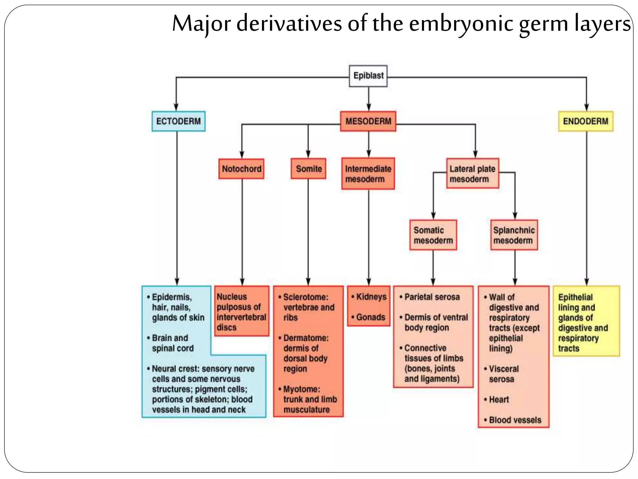 Majorderivativesof the embryonic germ layers
 