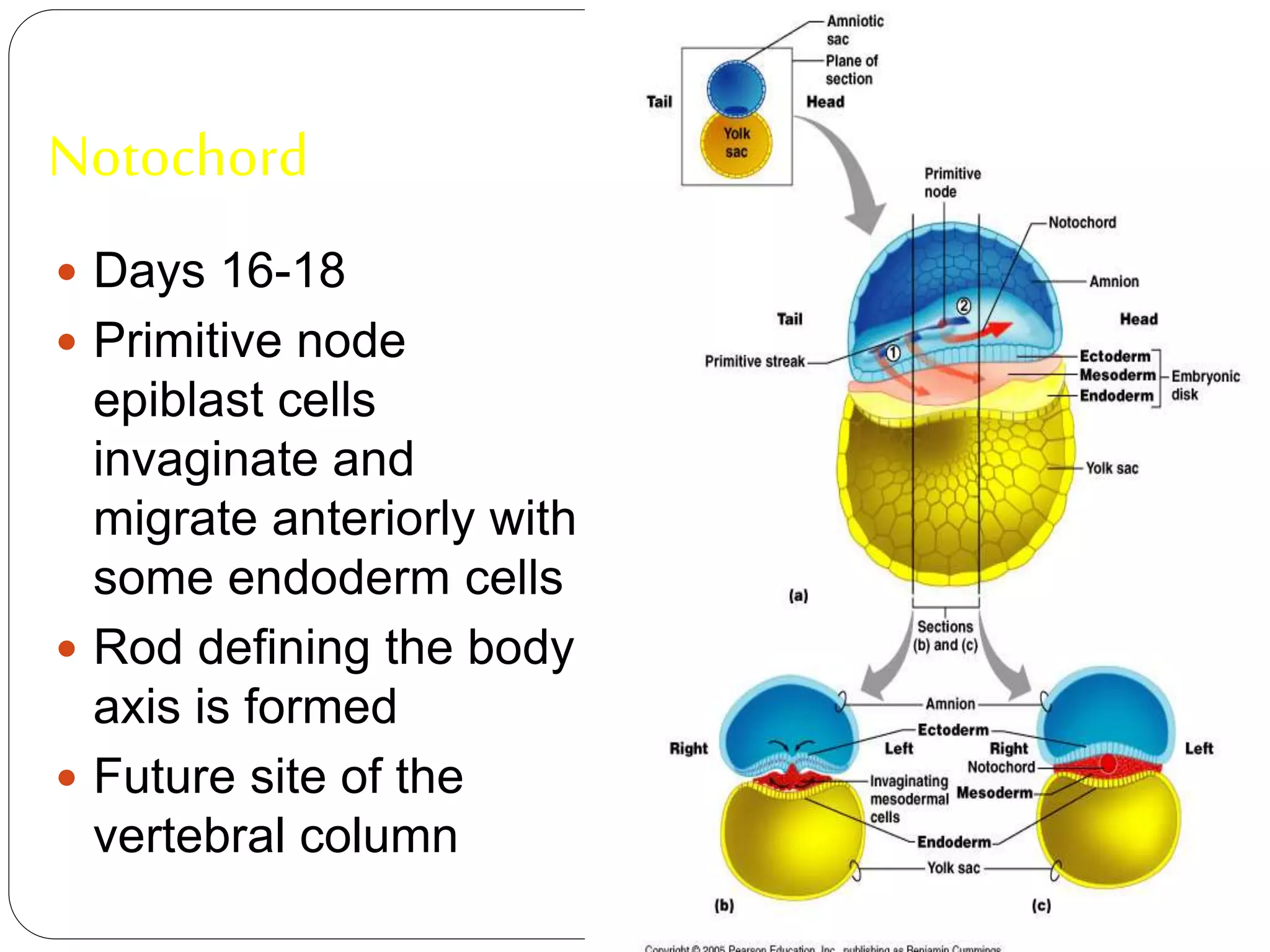 Notochord
 Days 16-18
 Primitive node
epiblast cells
invaginate and
migrate anteriorly with
some endoderm cells
 Rod defining the body
axis is formed
 Future site of the
vertebral column
 