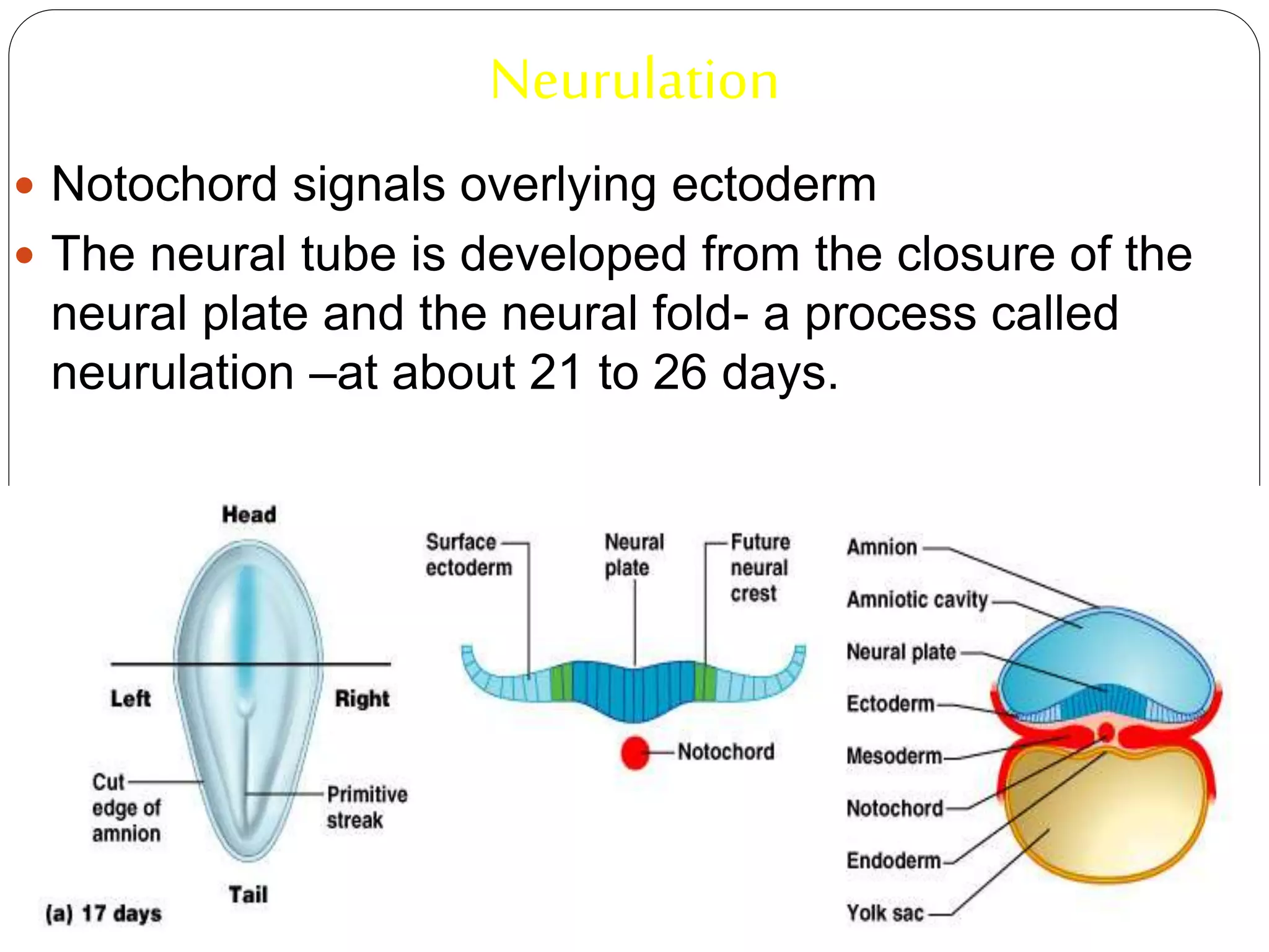 Neurulation
 Notochord signals overlying ectoderm
 The neural tube is developed from the closure of the
neural plate and the neural fold- a process called
neurulation –at about 21 to 26 days.
 