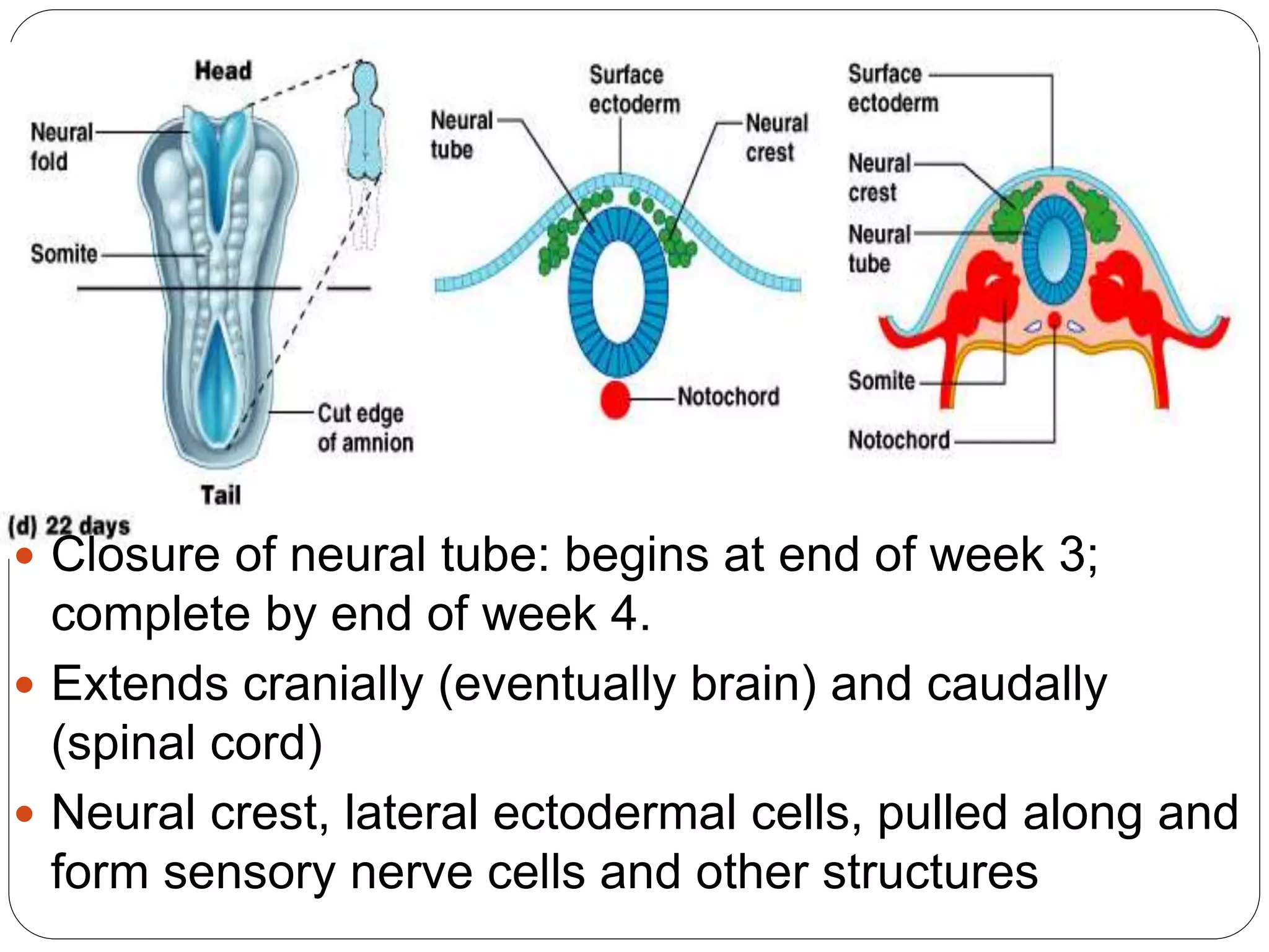  Closure of neural tube: begins at end of week 3;
complete by end of week 4.
 Extends cranially (eventually brain) and caudally
(spinal cord)
 Neural crest, lateral ectodermal cells, pulled along and
form sensory nerve cells and other structures
 