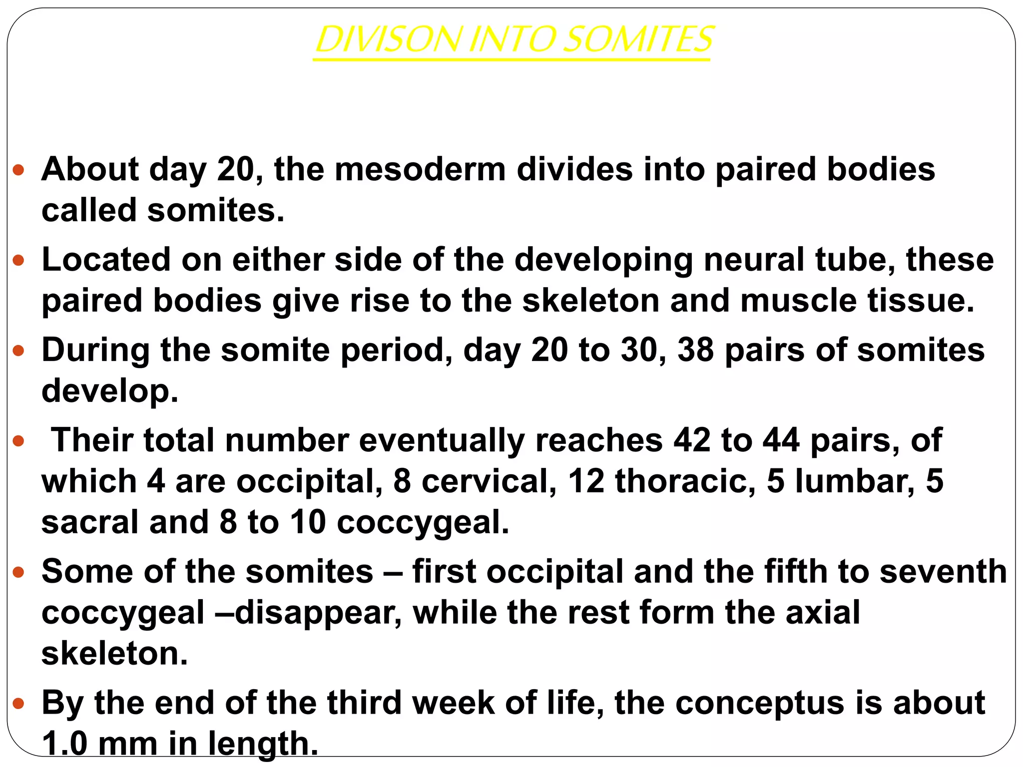 DIVISONINTOSOMITES
 About day 20, the mesoderm divides into paired bodies
called somites.
 Located on either side of the developing neural tube, these
paired bodies give rise to the skeleton and muscle tissue.
 During the somite period, day 20 to 30, 38 pairs of somites
develop.
 Their total number eventually reaches 42 to 44 pairs, of
which 4 are occipital, 8 cervical, 12 thoracic, 5 lumbar, 5
sacral and 8 to 10 coccygeal.
 Some of the somites – first occipital and the fifth to seventh
coccygeal –disappear, while the rest form the axial
skeleton.
 By the end of the third week of life, the conceptus is about
1.0 mm in length.
 