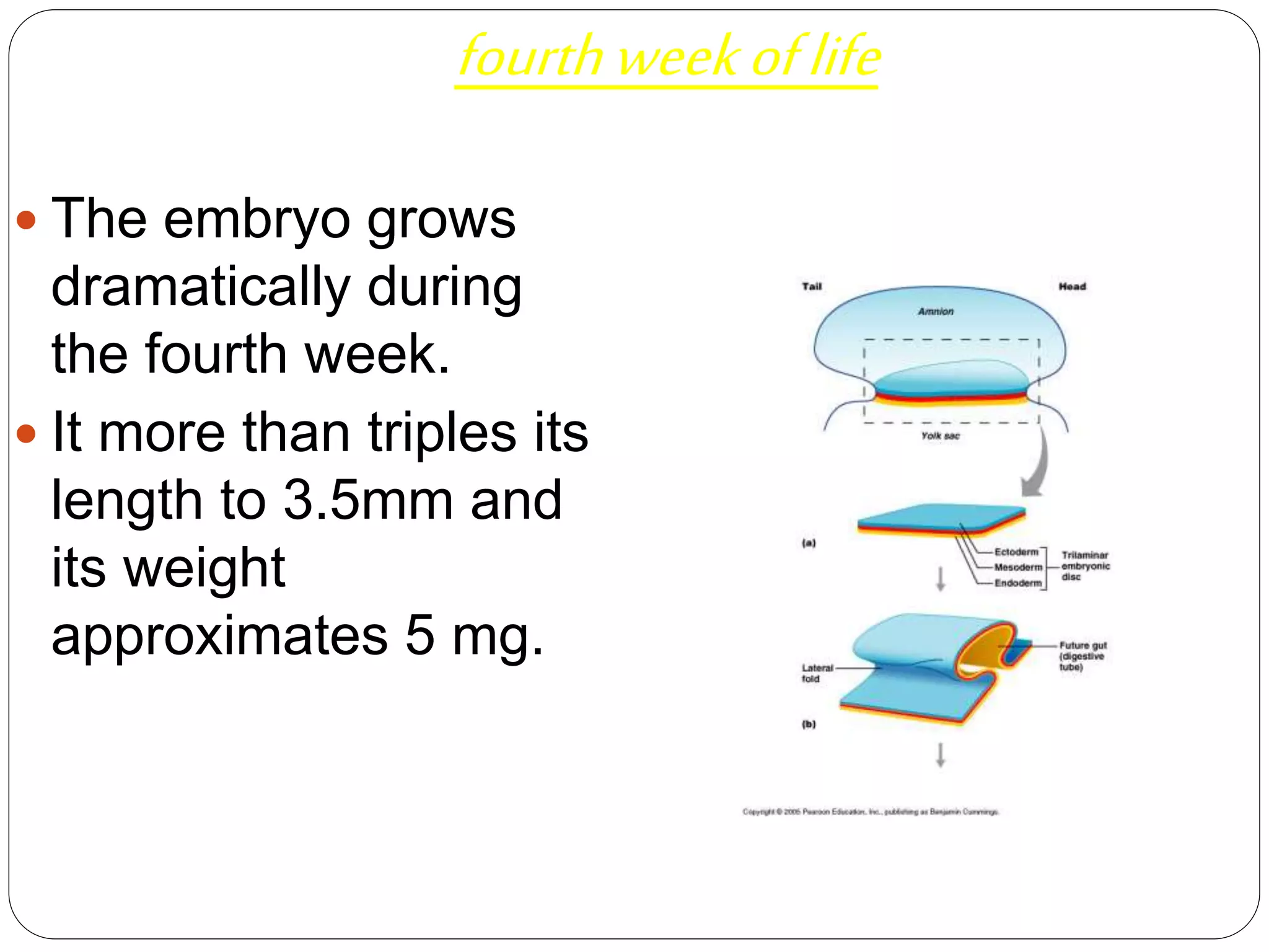 fourthweekoflife
 The embryo grows
dramatically during
the fourth week.
 It more than triples its
length to 3.5mm and
its weight
approximates 5 mg.
 