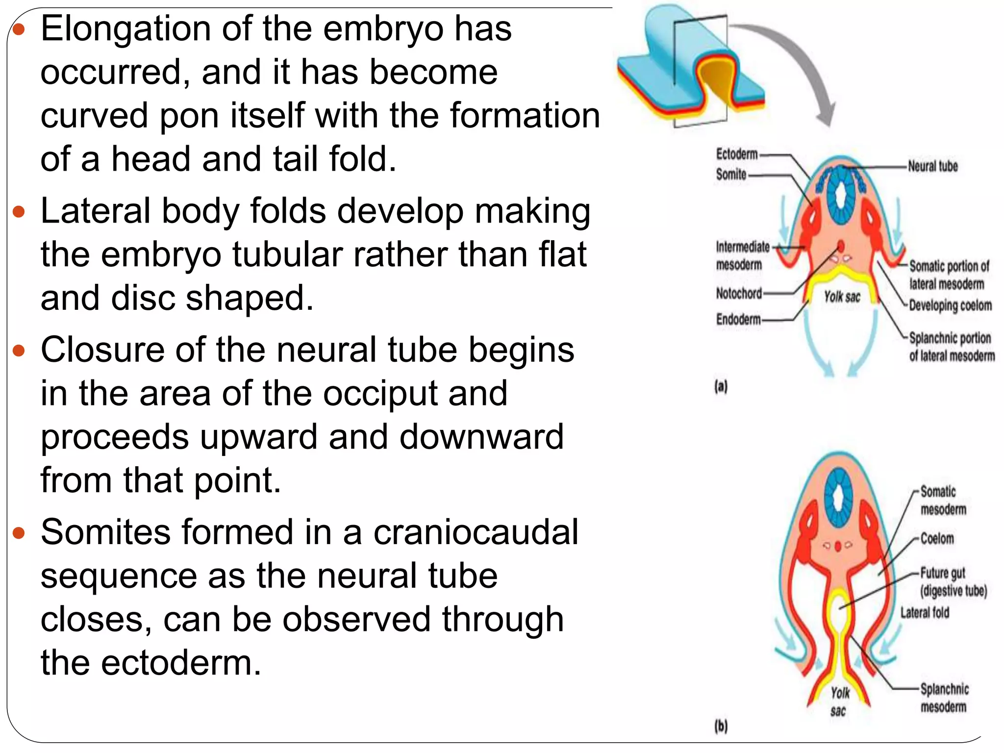  Elongation of the embryo has
occurred, and it has become
curved pon itself with the formation
of a head and tail fold.
 Lateral body folds develop making
the embryo tubular rather than flat
and disc shaped.
 Closure of the neural tube begins
in the area of the occiput and
proceeds upward and downward
from that point.
 Somites formed in a craniocaudal
sequence as the neural tube
closes, can be observed through
the ectoderm.
 