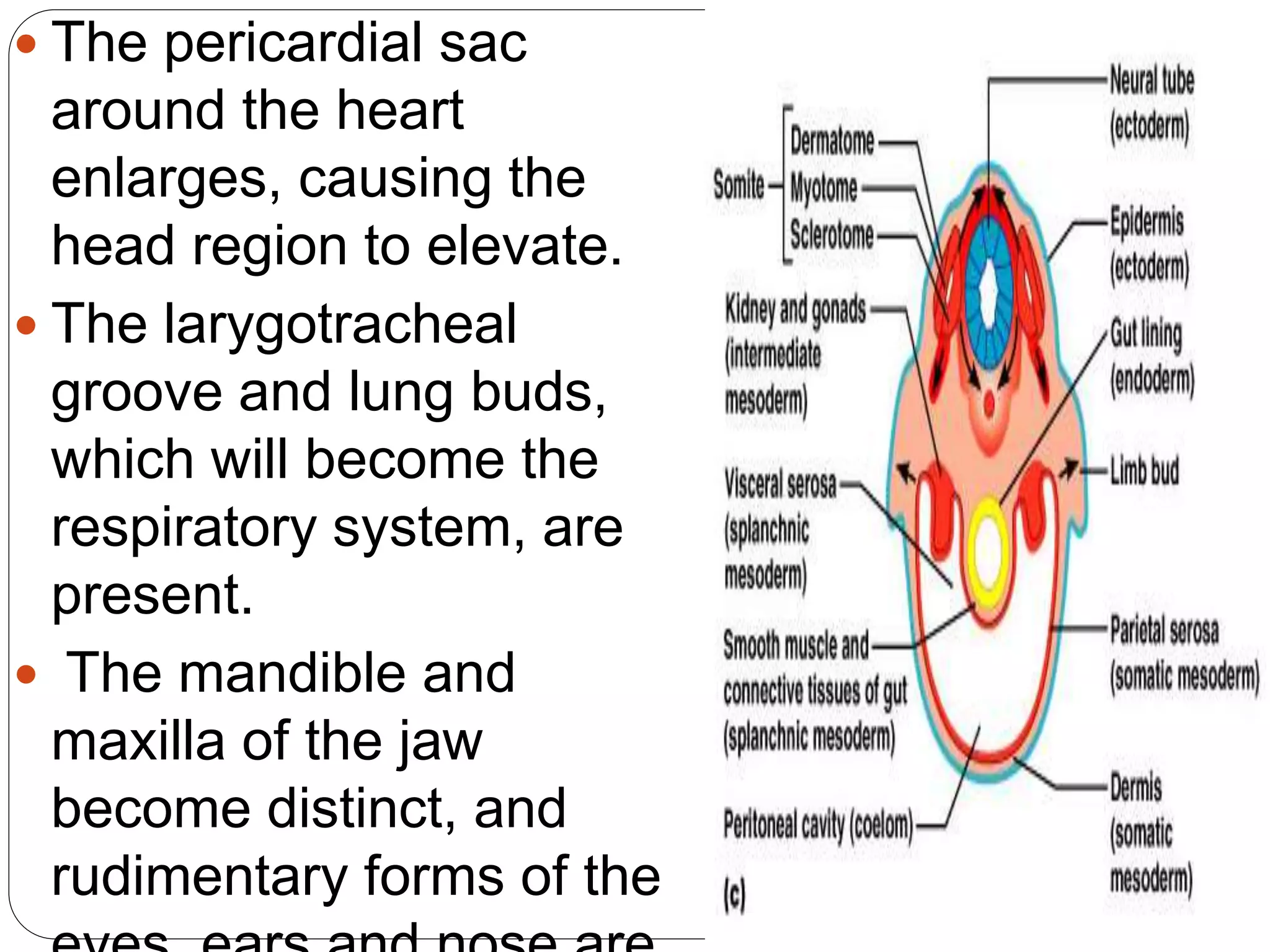  The pericardial sac
around the heart
enlarges, causing the
head region to elevate.
 The larygotracheal
groove and lung buds,
which will become the
respiratory system, are
present.
 The mandible and
maxilla of the jaw
become distinct, and
rudimentary forms of the
 