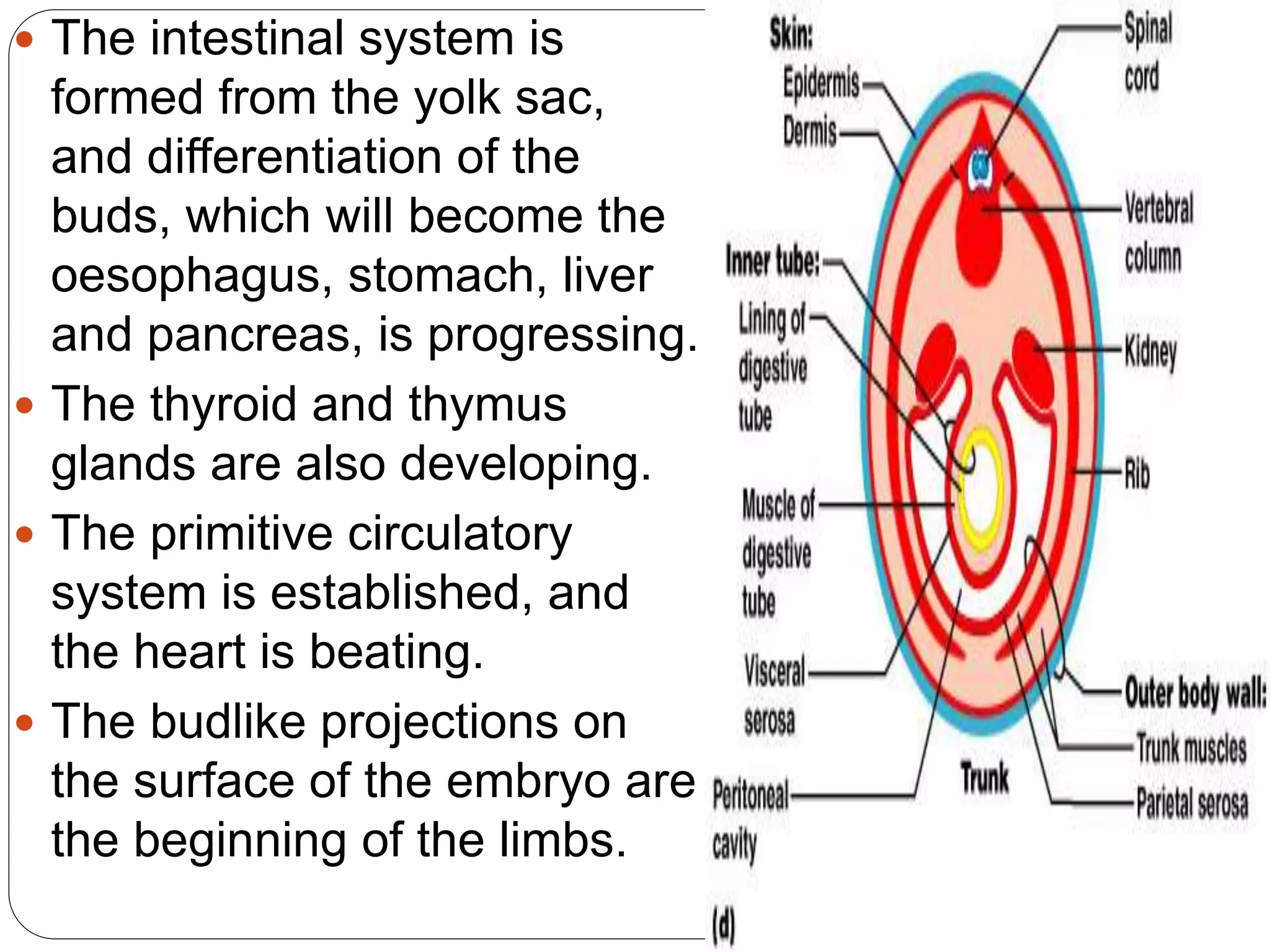 The intestinal system is
formed from the yolk sac,
and differentiation of the
buds, which will become the
oesophagus, stomach, liver
and pancreas, is progressing.
 The thyroid and thymus
glands are also developing.
 The primitive circulatory
system is established, and
the heart is beating.
 The budlike projections on
the surface of the embryo are
the beginning of the limbs.
 