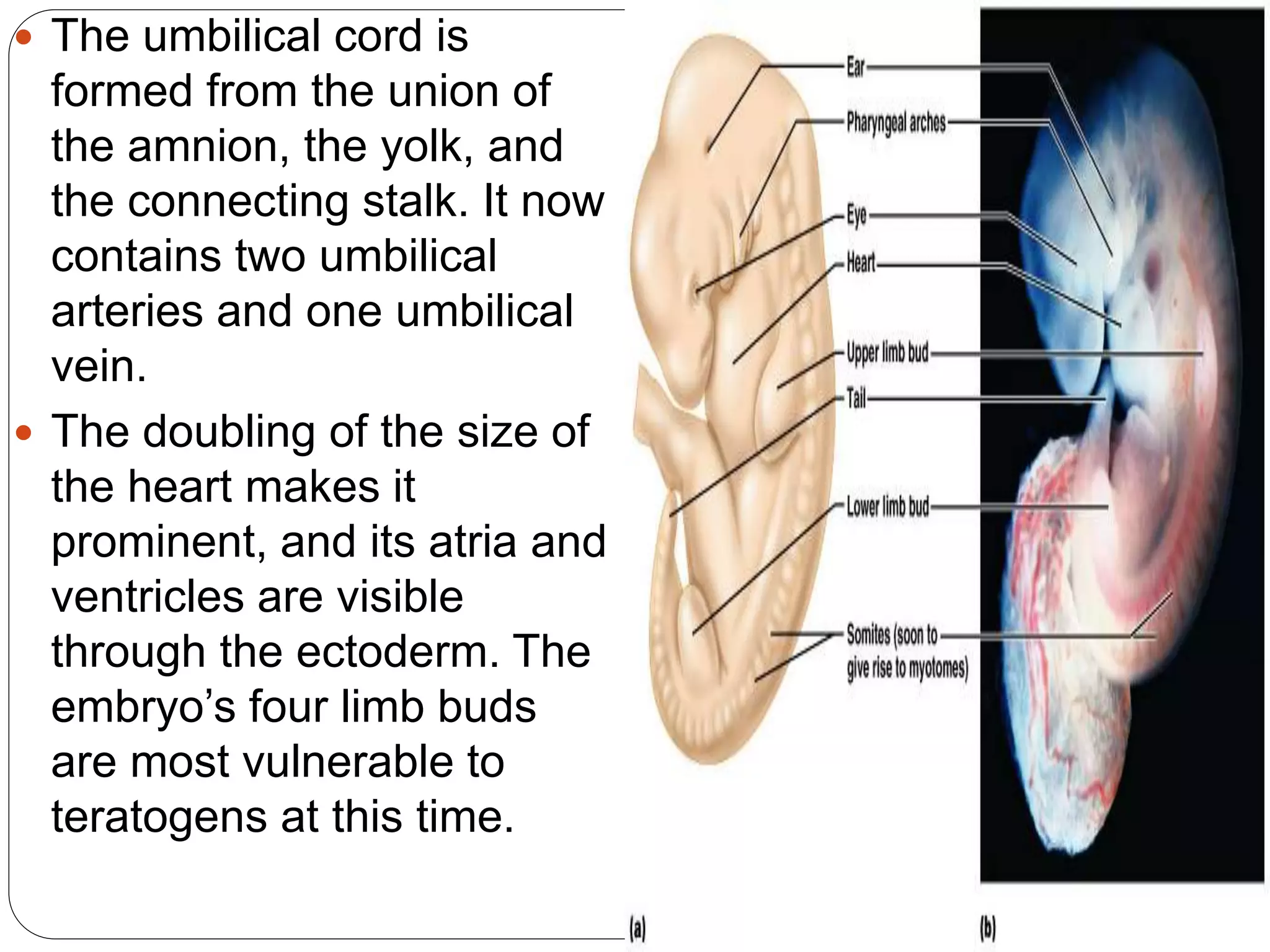  The umbilical cord is
formed from the union of
the amnion, the yolk, and
the connecting stalk. It now
contains two umbilical
arteries and one umbilical
vein.
 The doubling of the size of
the heart makes it
prominent, and its atria and
ventricles are visible
through the ectoderm. The
embryo’s four limb buds
are most vulnerable to
teratogens at this time.
 