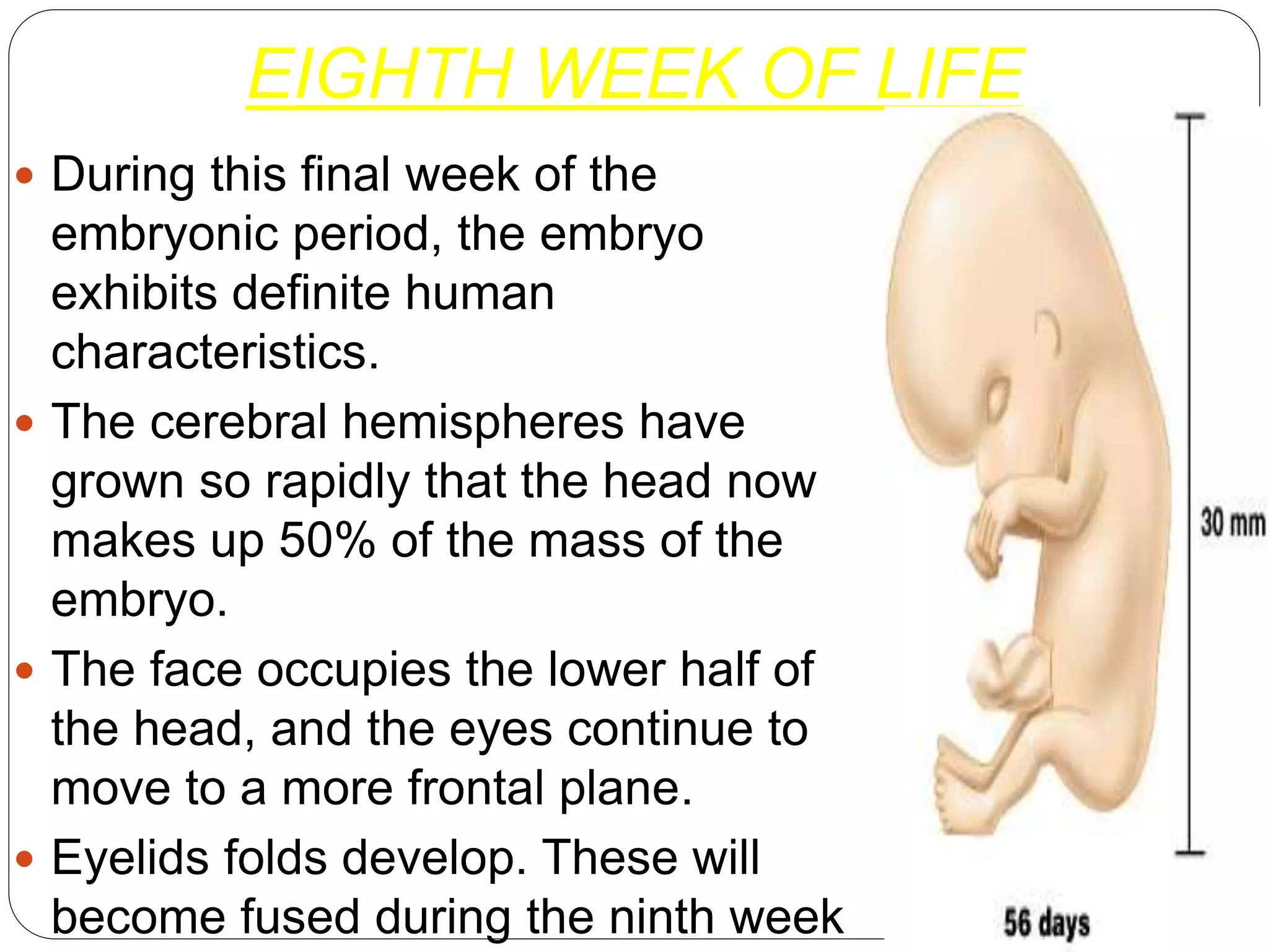 EIGHTH WEEK OF LIFE
 During this final week of the
embryonic period, the embryo
exhibits definite human
characteristics.
 The cerebral hemispheres have
grown so rapidly that the head now
makes up 50% of the mass of the
embryo.
 The face occupies the lower half of
the head, and the eyes continue to
move to a more frontal plane.
 Eyelids folds develop. These will
become fused during the ninth week
 