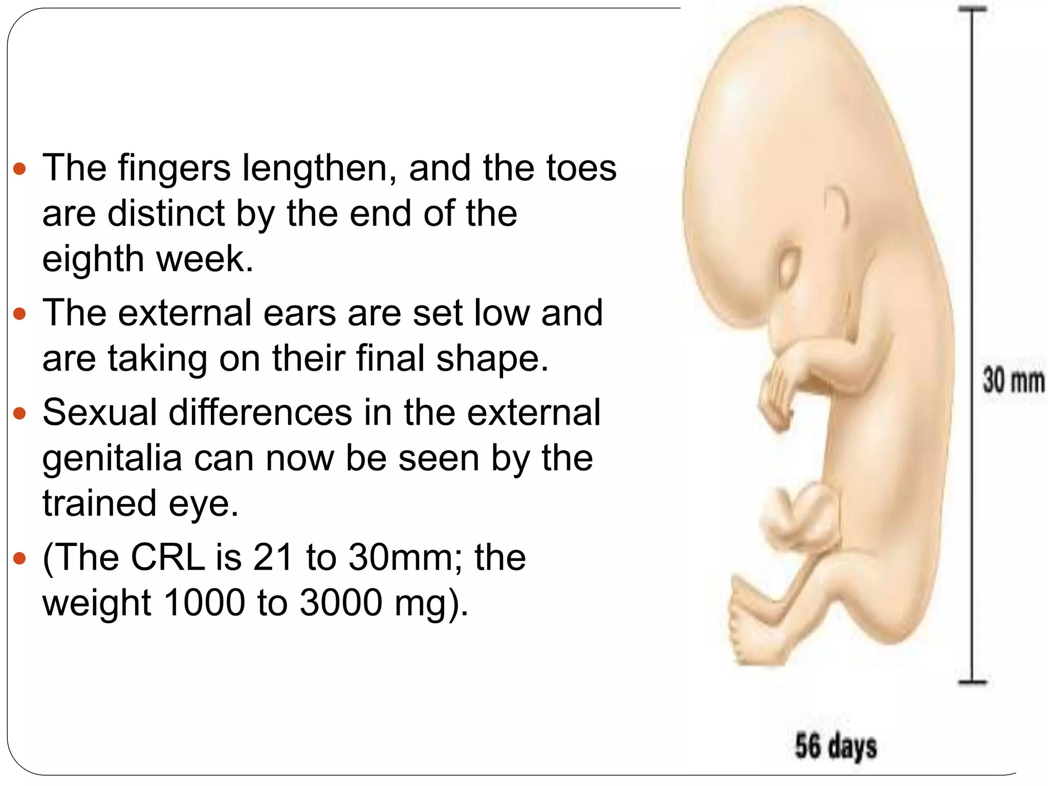  The fingers lengthen, and the toes
are distinct by the end of the
eighth week.
 The external ears are set low and
are taking on their final shape.
 Sexual differences in the external
genitalia can now be seen by the
trained eye.
 (The CRL is 21 to 30mm; the
weight 1000 to 3000 mg).
 