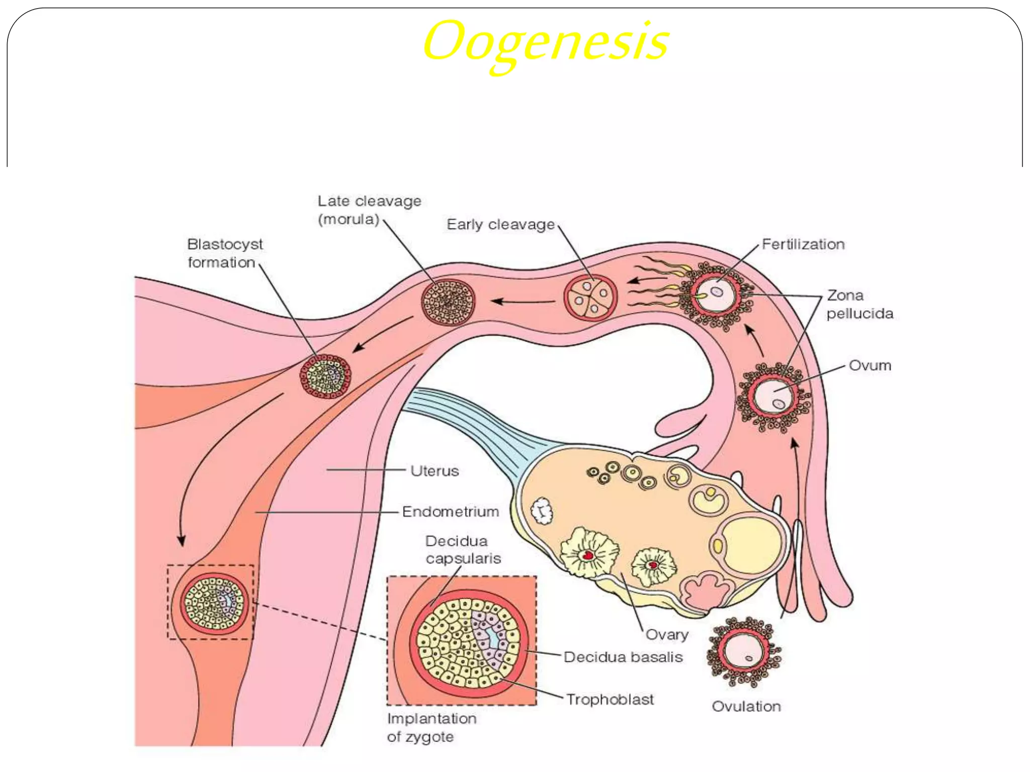 Oogenesis
 