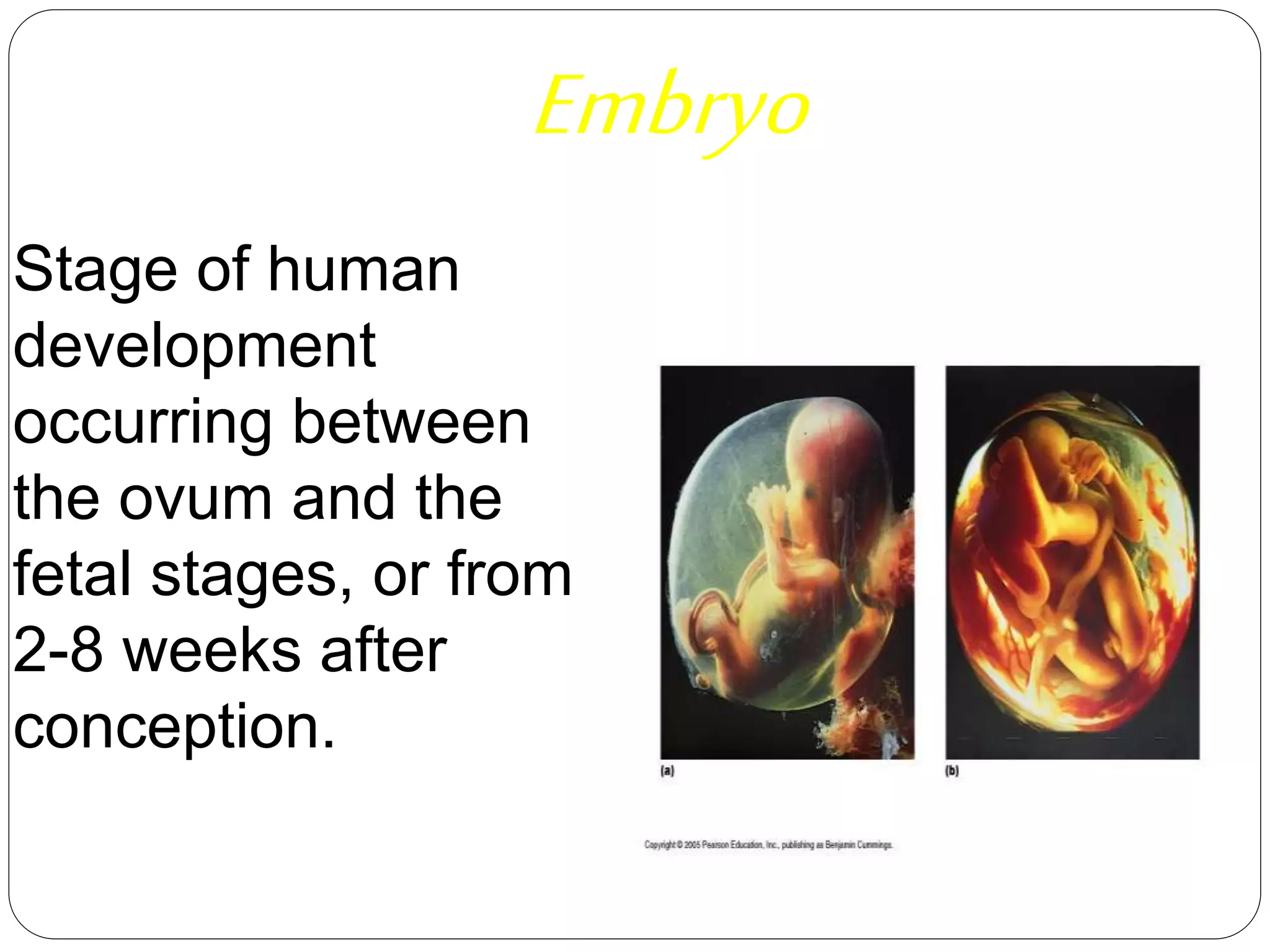 Embryo
Stage of human
development
occurring between
the ovum and the
fetal stages, or from
2-8 weeks after
conception.
 