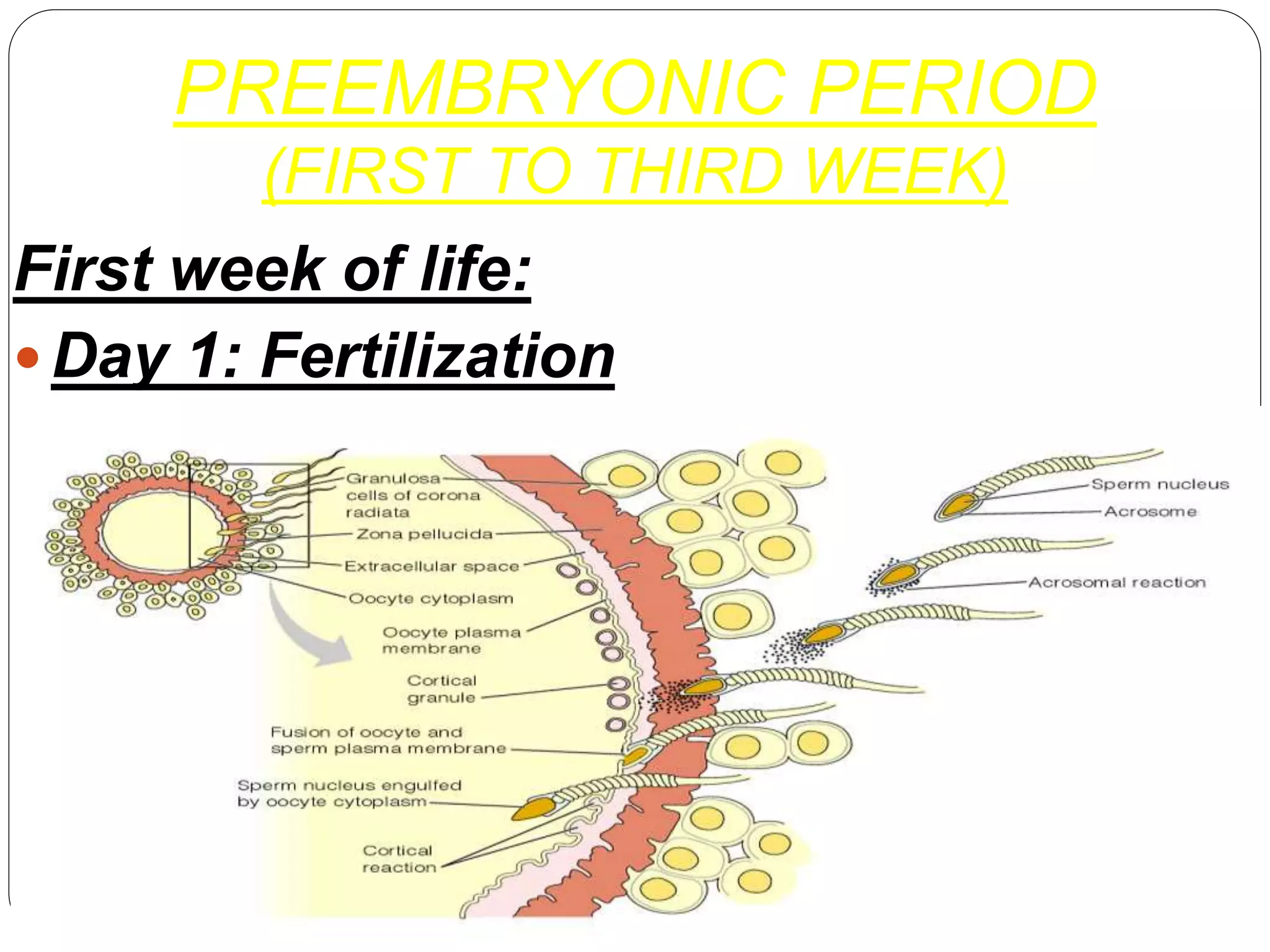 PREEMBRYONIC PERIOD
(FIRST TO THIRD WEEK)
First week of life:
 Day 1: Fertilization
 