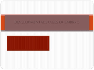 DEVELOPMENTAL STAGES OF EMBRYO
 