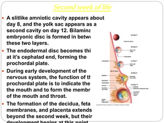 Development of embryo | PPTX