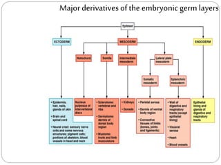 Majorderivativesof the embryonic germ layers
 