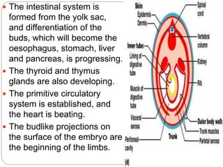  The intestinal system is
formed from the yolk sac,
and differentiation of the
buds, which will become the
oesophagus, stomach, liver
and pancreas, is progressing.
 The thyroid and thymus
glands are also developing.
 The primitive circulatory
system is established, and
the heart is beating.
 The budlike projections on
the surface of the embryo are
the beginning of the limbs.
 