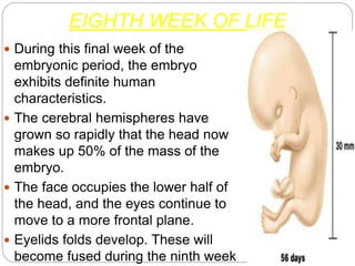 Development of embryo | PPTX